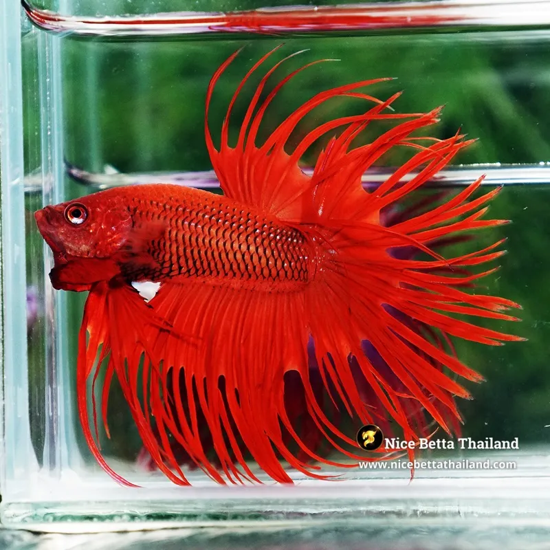 Betta Fish Red Hellboy CT