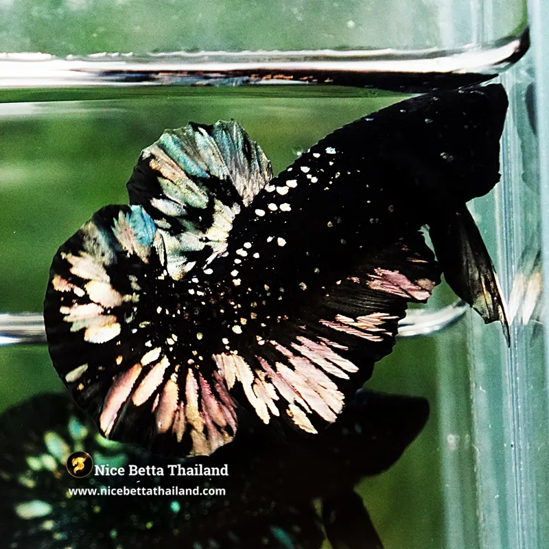 Betta Fish The Dark Gold Nebula Shadow HMPK (Rare)