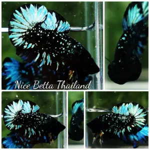 Betta Fish Blue Black Star Avatar Nebula HMPK