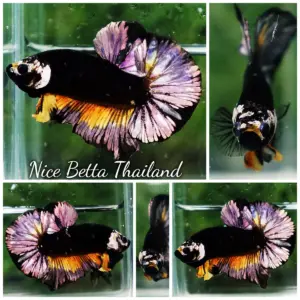 Betta Fish Helmet Black Copper Warrior HMPK