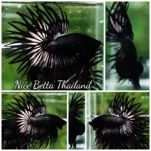 Betta Fish The Dark Black Hole CT