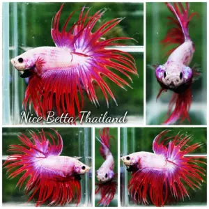 t10-014 Betta Fish Pink Snow Poison CT