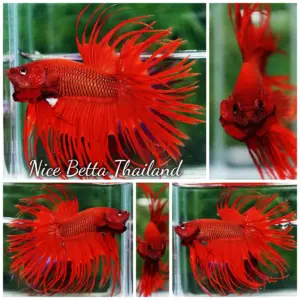 Betta Fish Red Hellboy CT