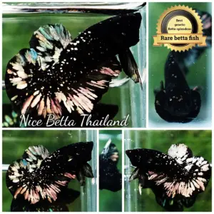 Betta Fish The Dark Gold Nebula Shadow HMPK (Rare)