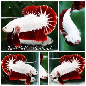 Betta Fish Red Dragon HMPK