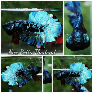 Betta Fish Blue Black Star Avatar Nebula HMPK