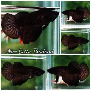 Betta Fish Female Super Black Hole HM