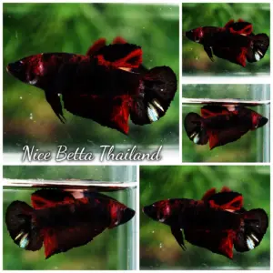 Betta Fish Female Red Vampire Warrior HMPK