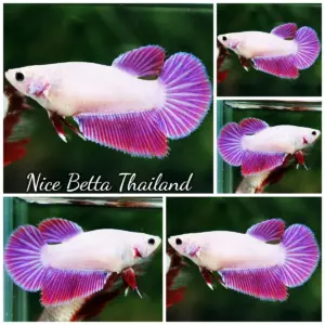 Betta Fish Female Purple Lavender Dragon HM