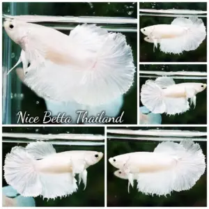 Betta Fish Female Queen of White Platinum Dumbo HM