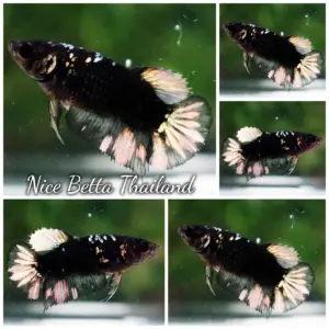 Betta Fish Female The Dark Gold Nebula Shadow HMPK