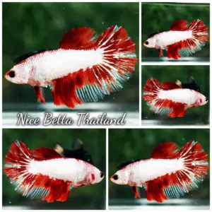 Betta Fish Female Snow on Fire HM