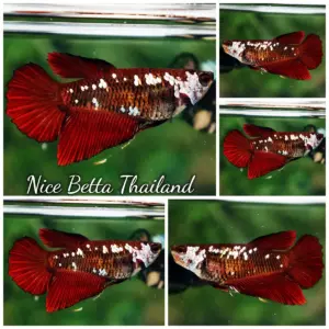 Betta Fish Female Red Samurai HM