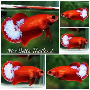 Betta Fish Female Hell Girl HMPK