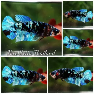 Betta Fish Female Blue Black Star Avatar Nebula HMPK