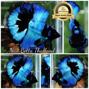 Betta Fish SUSANOO Electric Blue Black Ring HM (Ultra Rare)