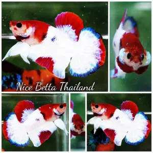 Betta Fish KOHAKU – The Red & White Prince HMPK