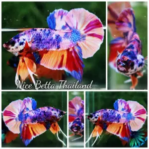 Betta Fish Rainbow Candy Multicolor OHMPK