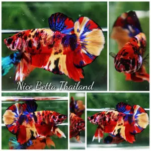 Betta Fish Candy Nemo Yellow Base HMPK