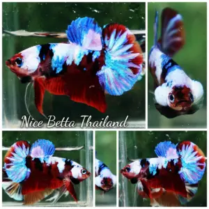 Betta Fish Ruby Galaxy Black Scarf HMPK