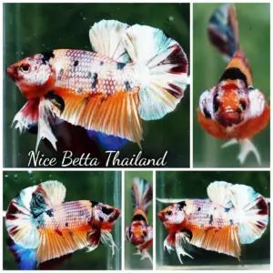 Betta Fish Honey Leopard Fancy HMPK