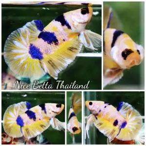 Betta Fish Indigo Lantern Fancy HMPK