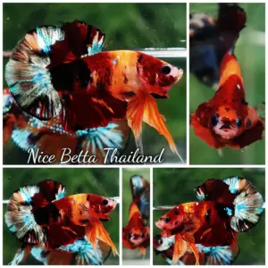 Betta Fish Infernal Mosaic Nemo HMPK