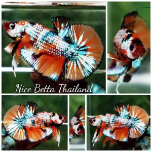 Betta Fish Amber Firefly Candy HMPK