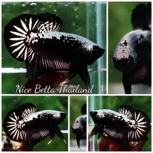 Betta Fish Black Hole Samurai HMPK