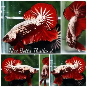 Betta Fish Red BloodSeeker Samurai HMPK